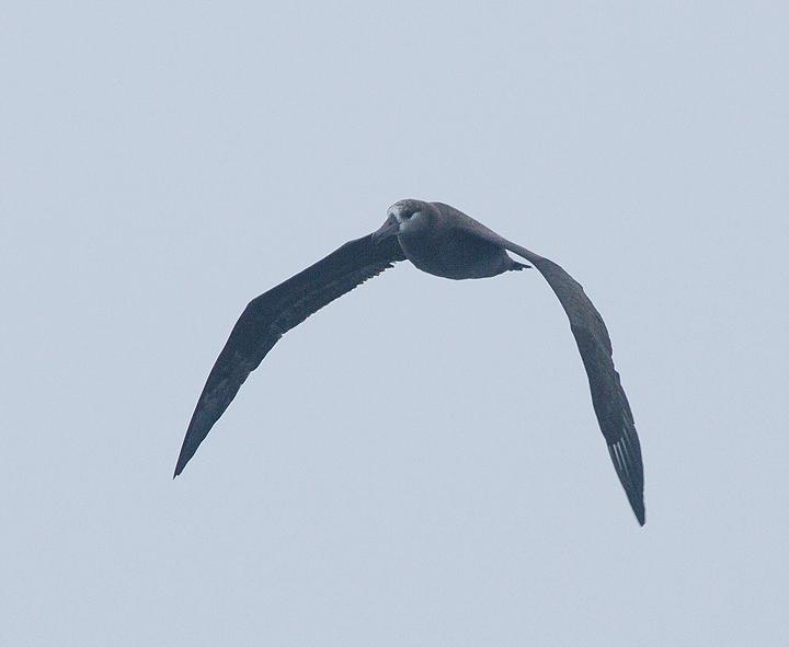 black-footed albatross in the reserve